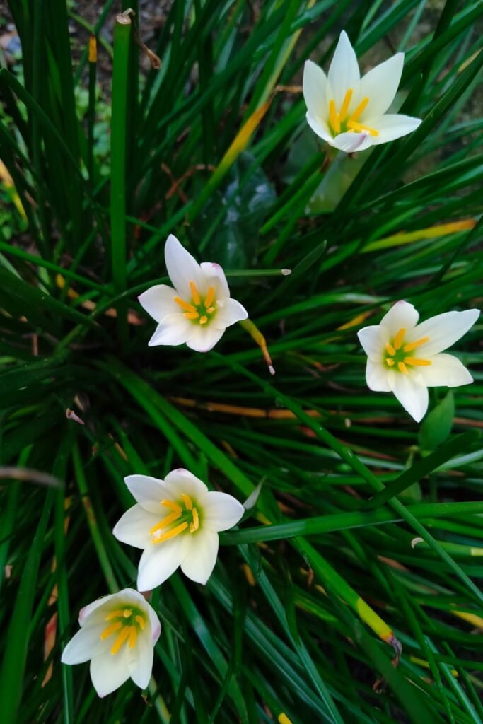 pexels-photo-31532117-31532117 Beautiful white rain lilies in bloom