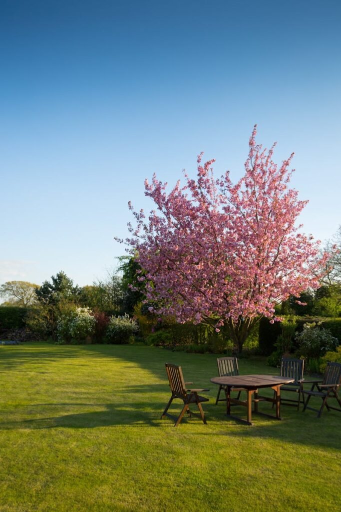 pexels-photo-59321-59321-1 Peaceful garden with a blooming cherry tree and wooden outdoor furniture under a blue sky.